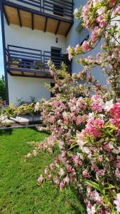 Zahrada ubytování Luxor Apartmani 2