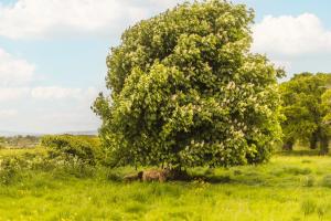 a sheep laying in the grass under a large tree at Mulsford Cottage in Malpas +3 photos