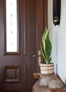 Paralia Sikias的住宿－Athos View - Golden Fig Sykia lodge，坐在门边桌子上的植物