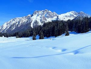 una montaña cubierta de nieve con árboles y huellas en la nieve en Campiglio Monolocale Cima Tosa, en Madonna di Campiglio