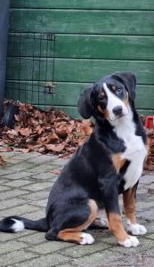 a black and brown dog sitting on the ground at Het Voorhuis boerderij Hoeve Vrede Best in Weesp