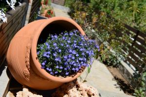 a pot filled with purple flowers on top of a rock at La Terra Petra in Skala Rachoniou