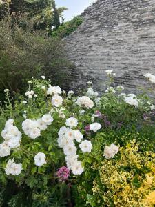 a bunch of white flowers in a garden at La Borie en Provence in Gordes