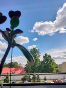 a plant in a window with a blue sky at Uroczy Loft in Częstochowa