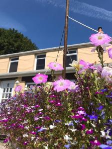 un ramo de flores delante de un edificio en Habititabities en Tenby