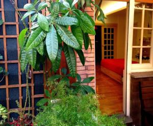 A garden outside Guest House Il Limone Nascosto