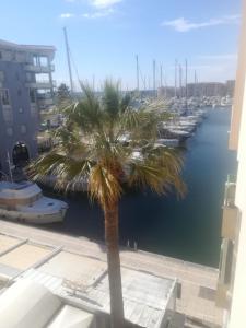 a palm tree in front of a marina at hippocampe f2 in Fréjus