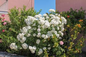 A garden outside Clios House