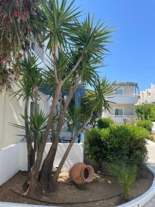 a couple of palm trees in front of a building at Ninemia Beach Hotel & Suites in Agia Marina Nea Kydonias