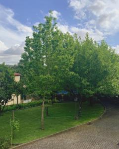 un gruppo di alberi in un cortile con una strada di Casa Dos Tinocos a Braga