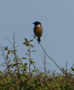 a bird perched on top of a tree branch at The Sloop Inn in Kingsbridge