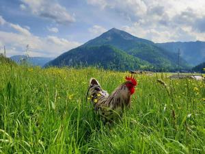 a rooster standing in a field of tall grass at Pulvererhof in Achenkirch