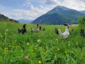 um grupo de frangos em pé num campo de flores em Pulvererhof em Achenkirch