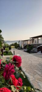 un groupe de roses rouges assises dans l'herbe dans l'établissement Mobile homes Kamp Maslina, Biograd na Moru, à Biograd na Moru