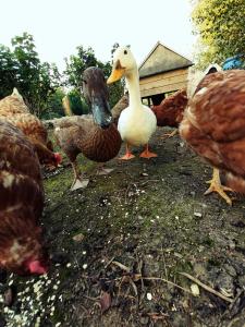 un grupo de pollos parados en la hierba en The Feathers Shepherds Hut, en Áth Eascrach