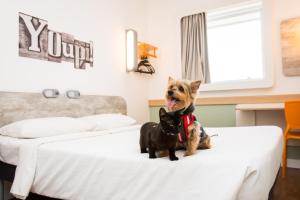 a dog sitting on a bed next to a cat at ibis budget Campinas Aquidaban in Campinas