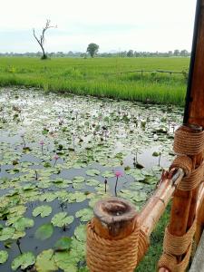 un estanque lleno de lirios en un campo en บ้านนอก คอกนา คาเฟ่ เพชรบุรี, en Ban Tha Kham