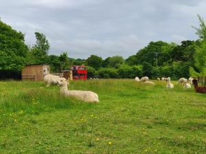 a herd of sheep laying in a field of grass at Double Decker Bus on an Alpaca farm sleeps 8, 5 mins drive to Dartmoor in Bovey Tracey