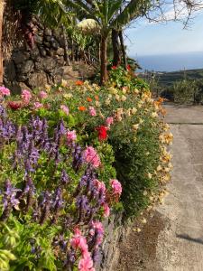 una fila de flores de colores en un jardín en Fazenda do Sousinha, en Funchal