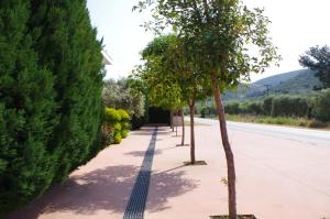una fila di alberi su un marciapiede accanto a una strada di Anesis Luxury Apartments a Skala Sotiros