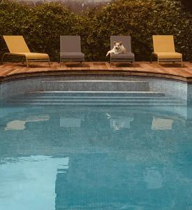 um cão sentado em cadeiras ao lado de uma piscina em Villa Eva des landes em Rion-des-Landes