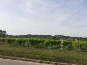 a vineyard with rows of grapes in a field at Locazione turistica da Toio in Marcatelli