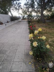 A garden outside Almyriki studio