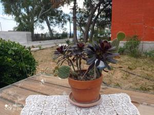 A garden outside Almyriki studio