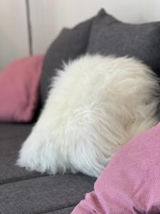 a white dog laying on top of a white pillow at Villa Evita Apartments in Maranovići
