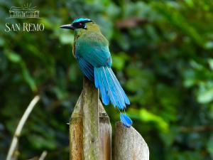 a blue bird sitting on top of a wooden post at San Remo Ecolodge in Santa Rosa de Cabal