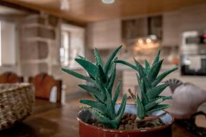 a green plant sitting on top of a table at Casa dos Muiños in Pontevedra