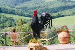 uma galinha em cima de uma cerca ao lado de uma mulher em Agriturismo Borgo Il Bonagino em Radda in Chianti