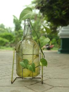 a glass bottle with a plant inside of it at JUNGLE PARADISE FARM & GUEST HOUSE in Masinagudi