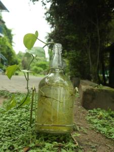 une bouteille de verre assise sur le sol à côté d'une plante dans l'établissement JUNGLE PARADISE FARM & GUEST HOUSE, à Masinagudi