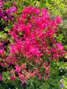 różowe kwiaty z zielonymi liśćmi w obiekcie Oberstöberl w mieście Bischofswiesen