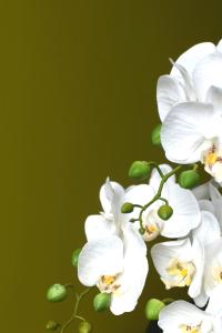 Eaton house في بيمبروك: مجموعة من الزهور البيضاء ذات الخلفية الخضراء