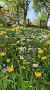 a field filled with lots of flowers in a park at Gîte La Source in Grusse
