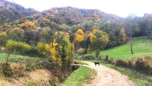a black dog walking down a dirt road at Gîte La Source in Grusse