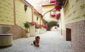 un petit chien assis sur un trottoir dans une allée dans l'établissement Hotel Claudiu, à Sighişoara
