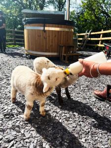 uma pessoa que alimenta duas ovelhas de um frasco em Elephant View Shepherds Hut em Caernarfon