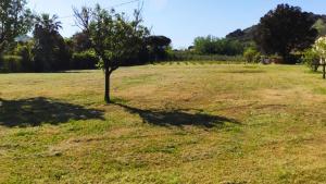 a tree in the middle of a field at Podere Il Ritorno in Portoferraio