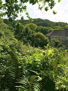 ein Feld von Pflanzen mit einem Haus im Hintergrund in der Unterkunft Cosy retreat in beautiful Cornwall in Helston