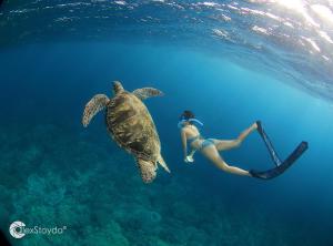 a woman swimming next to a turtle in the ocean at Mahi Mahi Dive Resort in Zamboanguita