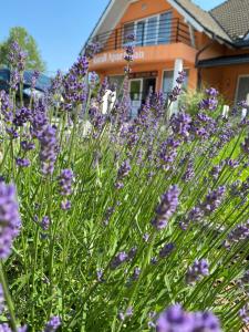 a field of purple flowers in front of a house at Korall Apartman in Balatonfůzfő