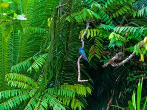 a blue bird on a branch in the jungle at Pousada Almaviva in Ilha de Boipeba