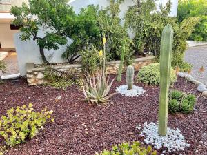 un jardín con cactus y otras plantas y flores en Can Mossènyer en San Antonio