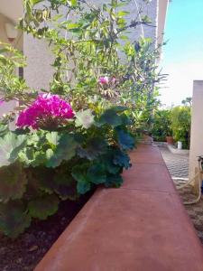 サン・ピエトロ・イン・ベヴァーニャにあるVilla Giovannaのピンクの花々が咲く庭園