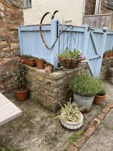 Un mucchio di piante in vaso, sedute vicino a una recinzione blu. di Six on Castle a Tiverton