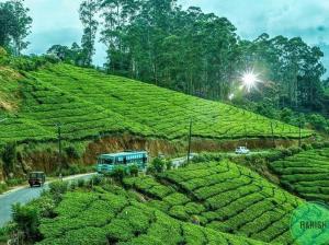 um autocarro a descer uma estrada ao lado de uma plantação de chá em MUNNAR TENT HILLS RESORT em Devikolam