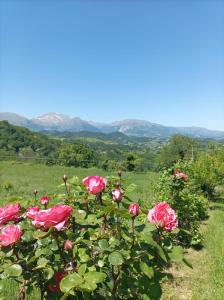 un arbusto de rosas rosas con montañas en el fondo en Villa Strada dei Monti Sibillini, en Montefortino
